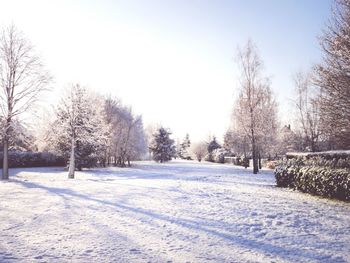 Snow covered road along trees