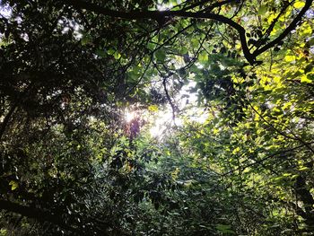 Low angle view of trees