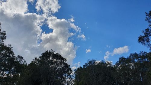 Low angle view of trees against cloudy sky