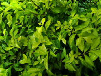 Full frame shot of green leaves