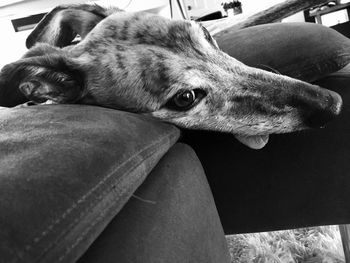 Close-up of dog sitting