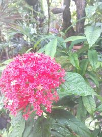 Close-up of red flowers