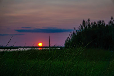 Close-up of grass at sunset