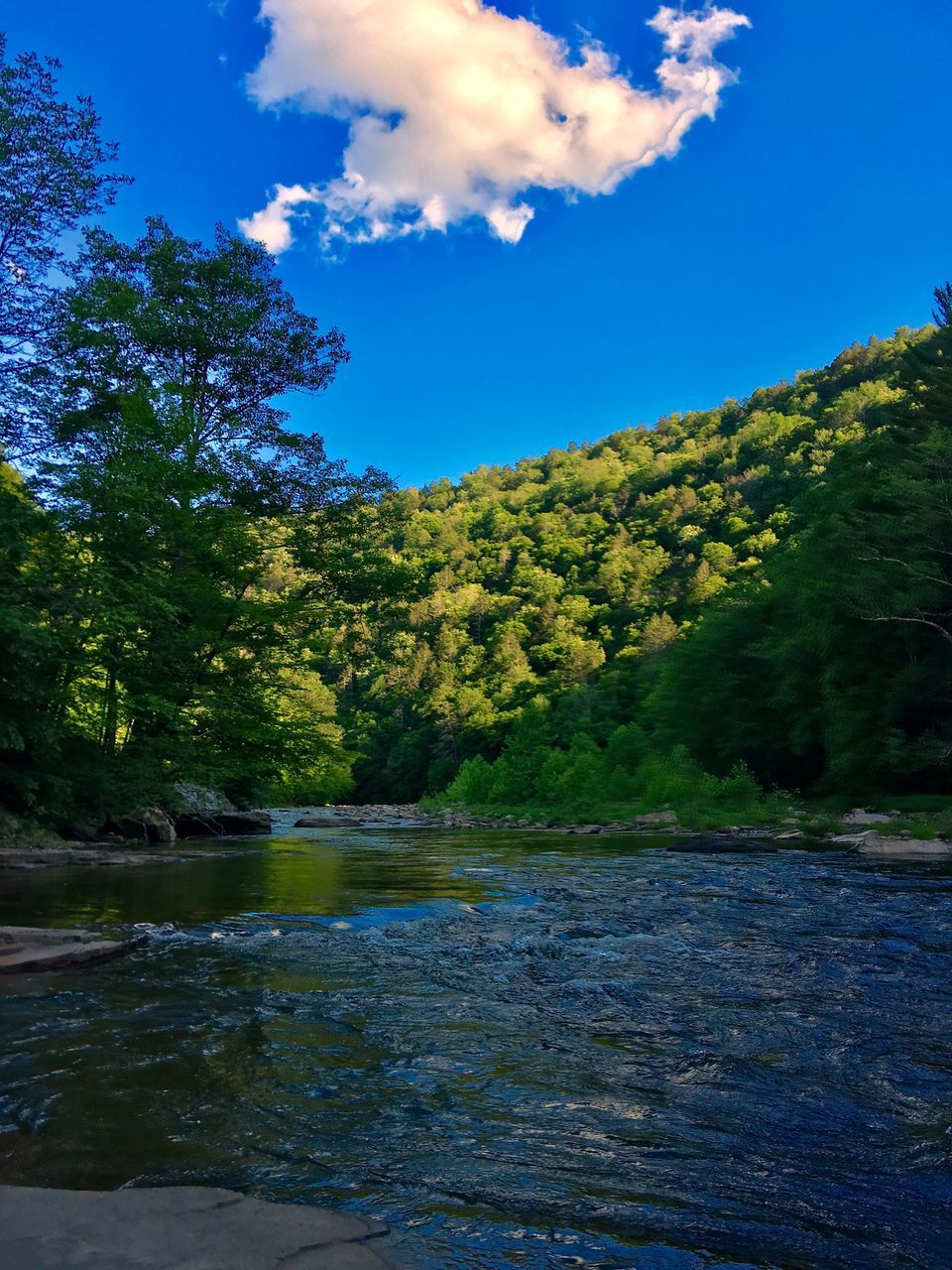 water, tree, plant, sky, beauty in nature, tranquility, scenics - nature, tranquil scene, nature, lake, day, cloud - sky, no people, blue, growth, forest, reflection, land, outdoors, flowing water