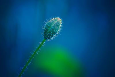 Close-up of plant against blue sky