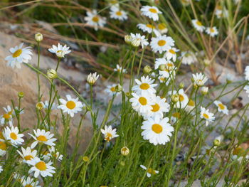 Close-up of white daisy flowers blooming in field