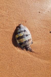 Close-up of crab on sand