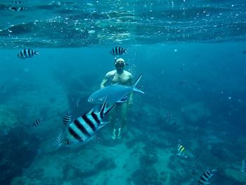 High angle view of fishes swimming in sea