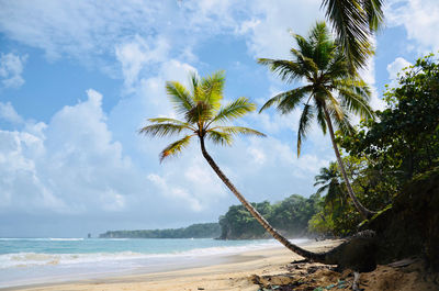 Palm trees on beach against sky