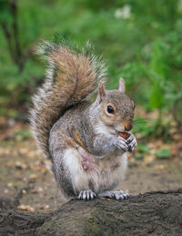 Close-up of squirrel