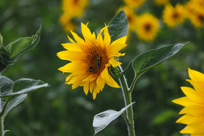 Close-up of yellow sunflower blooming outdoors