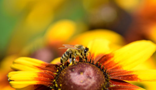 Close-up of insect on yellow flower