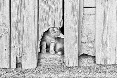 Cat sitting on wood against wall