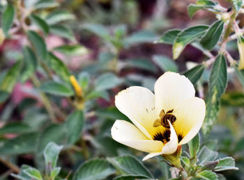 Close-up of yellow flowering plant