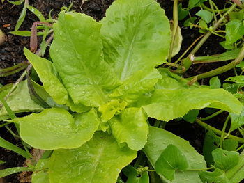 Close-up of raindrops on leaves