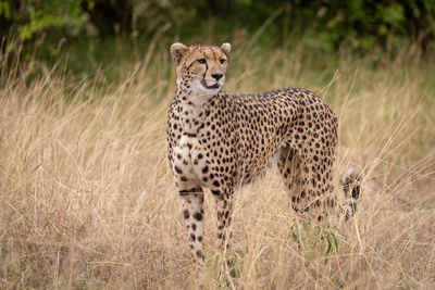 Cheetah standing on field in zoo