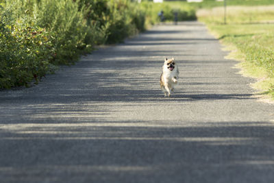 Portrait of a cat on footpath