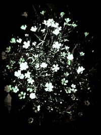 Low angle view of white flowers