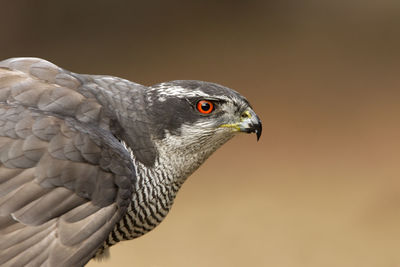 Close-up of a bird looking away