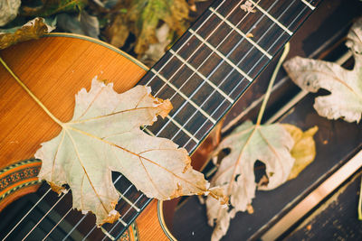 Close-up of dry maple leaves on tree