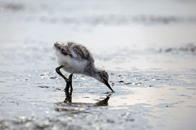 Baby avocet in spring in the netherlands