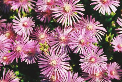 Close-up of flowers blooming outdoors