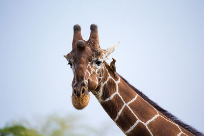 Portrait of giraffe