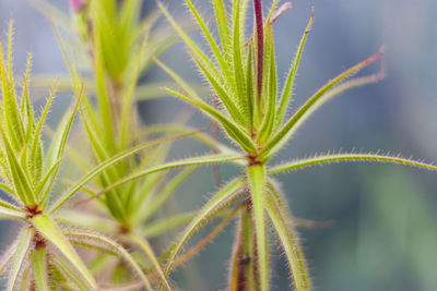 Close-up of plant