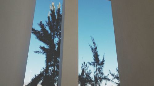 Low angle view of trees against clear sky