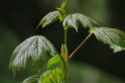 Close-up of green plant