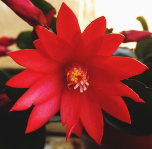 Close-up of red flower