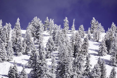 Snow covered pine trees in forest against sky