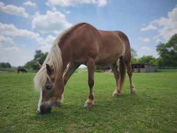 Horses grazing in a field