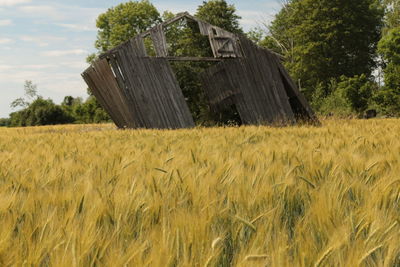 Agricultural field against sky