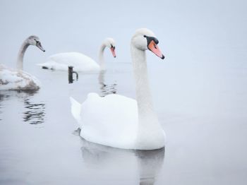 Close-up of swans swimming in lake