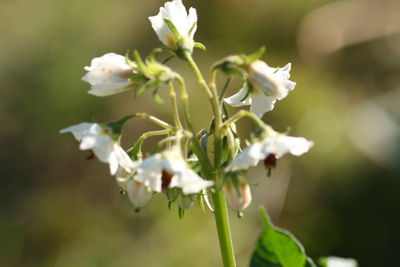 Close-up of white flowers