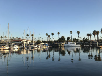 San pedro la  early morning sail boats and palm trees 