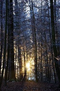 Trees in forest during winter