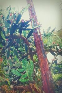 Close-up of plant against trees