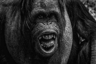 Close-up portrait of monkey with mouth open