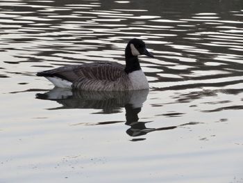 Full length of duck swimming in lake