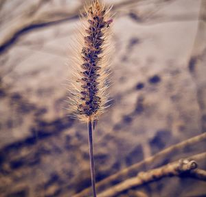 Close-up of plant