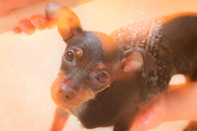 Close-up portrait of miniature pinscher