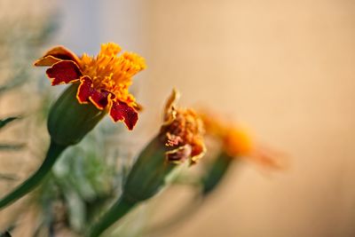 Close-up of orange flowering plant