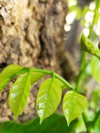 Close-up of fresh green leaves