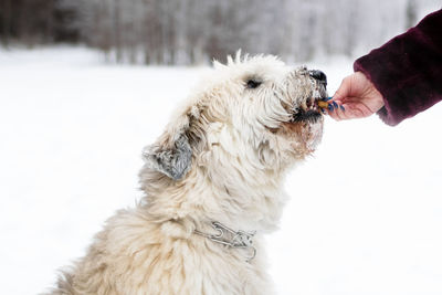 Feeding dog by owner hand. south russian shepherd dog for a walk in wintertime.