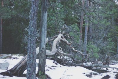 Trees in forest during winter