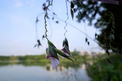 Close-up of flowering plant against sky