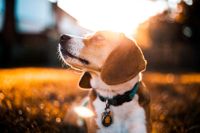 Close-up of dog looking away