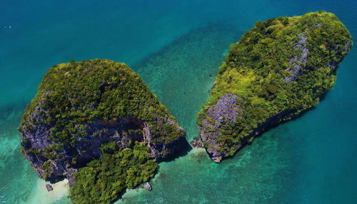 High angle view of coral in sea